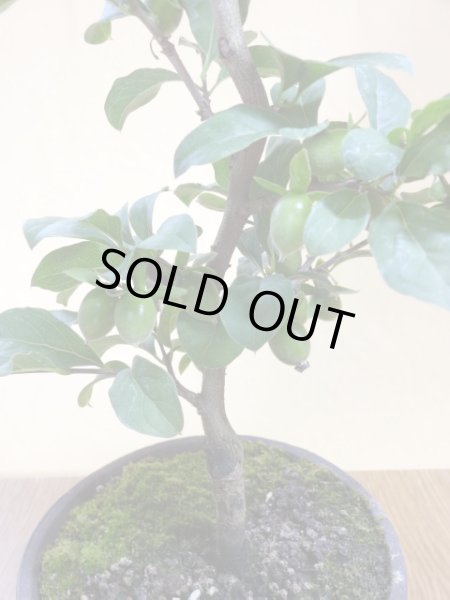 画像4: ローヤ柿 紅夢子(2) (4)