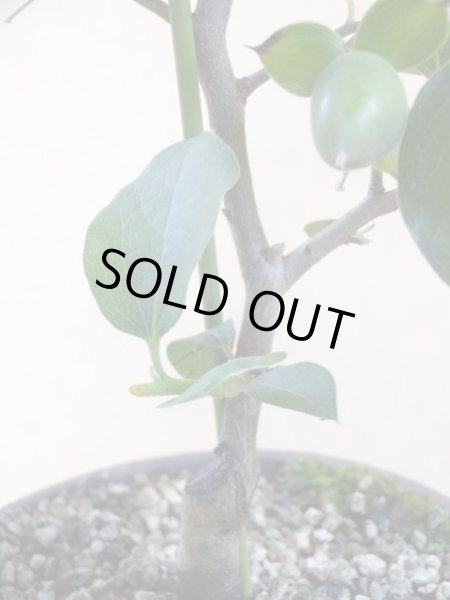 画像4: ローヤ柿 黒鳳(4) (4)