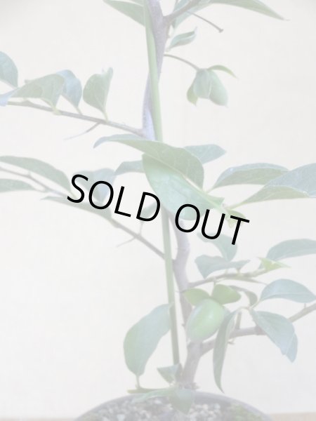 画像3: ローヤ柿 黒鳳(4) (3)