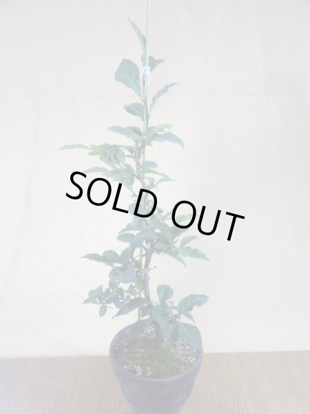 画像1: ローヤ柿 紅夢子(1) (1)