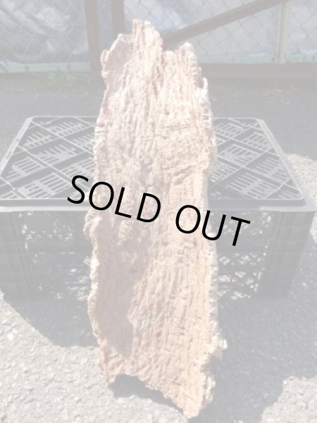 画像2: コルク半丸(19) (2)