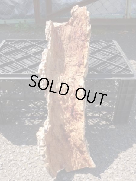 画像2: コルク半丸(20) (2)