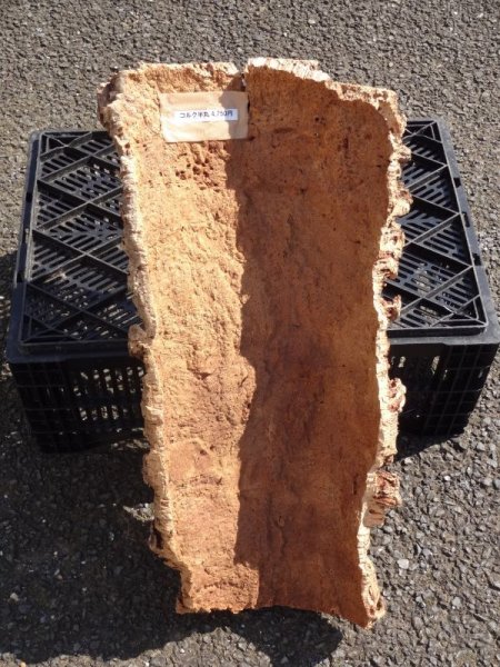 画像2: コルク半丸(24) (2)