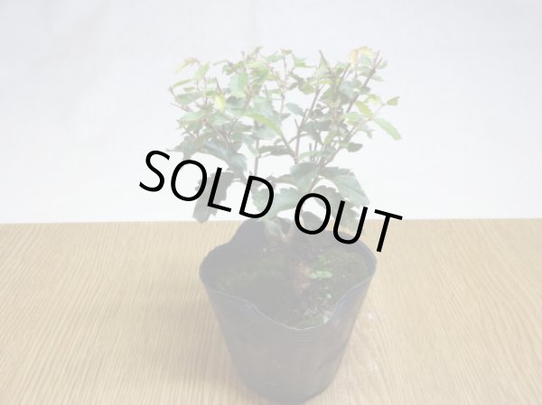 画像2: ケヤキ (2)