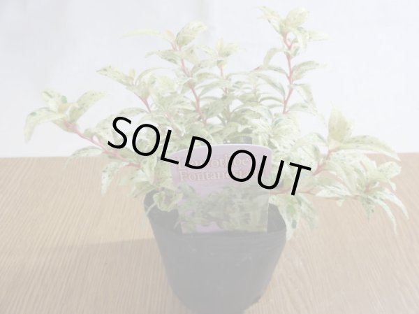 画像1: セイヨウイワナンテン フロマージュ (1)