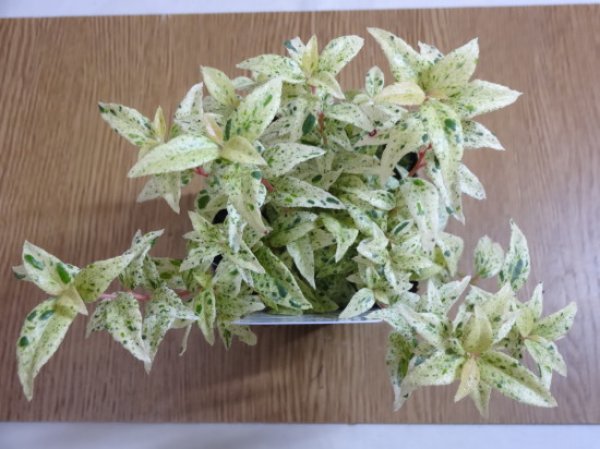 画像2: セイヨウイワナンテン フロマージュ (2)