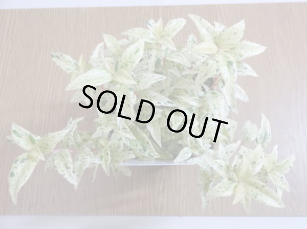 画像2: セイヨウイワナンテン フロマージュ (2)