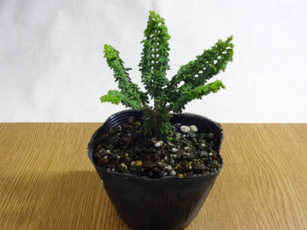 盆栽の販売通販（石化ヒノキ） 竹ノ花商事（原田園芸）