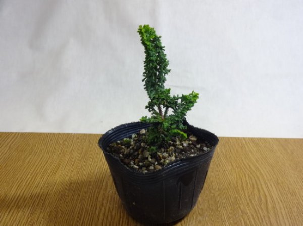 画像3: 石化ヒノキ (3)