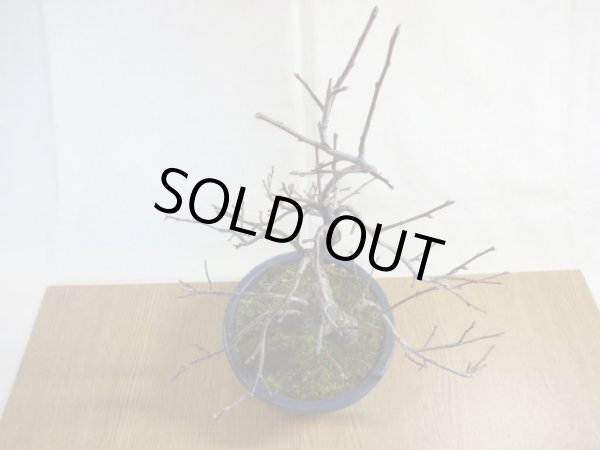 画像3: 緋梅(4) (3)