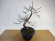 画像1: 緋梅(2) (1)