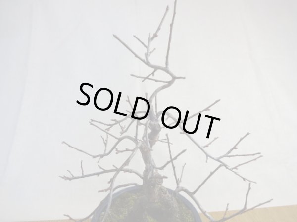 画像5: 緋梅(4) (5)