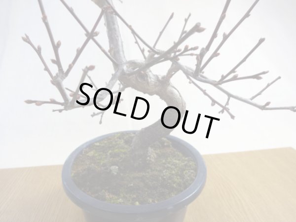 画像4: 緋梅(2) (4)