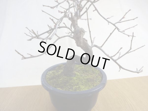 画像4: 緋梅(4) (4)