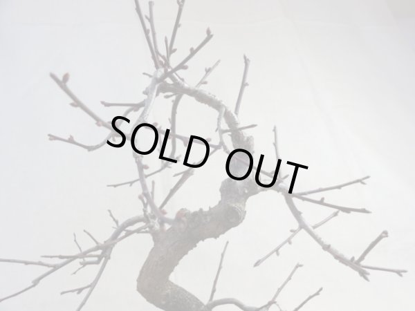 画像5: 緋梅(1) (5)