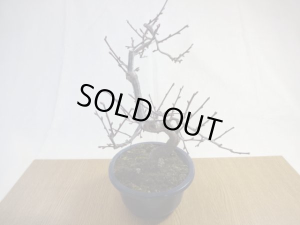 画像2: 緋梅(2) (2)