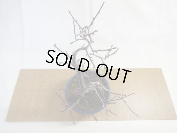 画像3: 緋梅(2) (3)