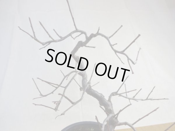 画像5: 緋梅(3) (5)