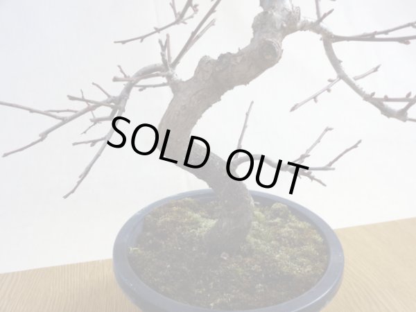 画像4: 緋梅(1) (4)