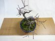 画像3: 緋梅(5) (3)