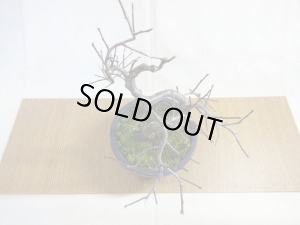 画像3: 緋梅(5) (3)