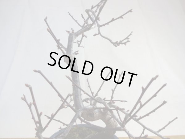 画像5: 緋梅(2) (5)