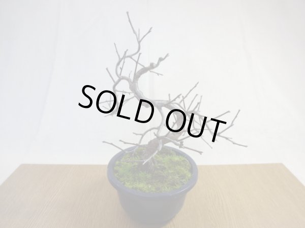 画像2: 緋梅(5) (2)