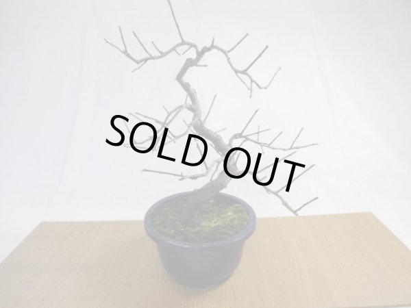 画像2: 緋梅(3) (2)