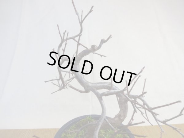 画像5: 緋梅(5) (5)