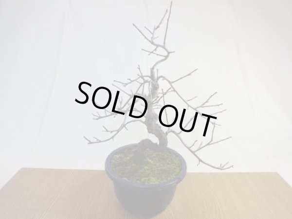 画像2: 緋梅(4) (2)