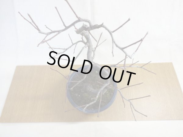 画像3: 緋梅(3) (3)