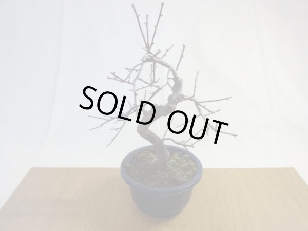 画像2: 緋梅(1) (2)