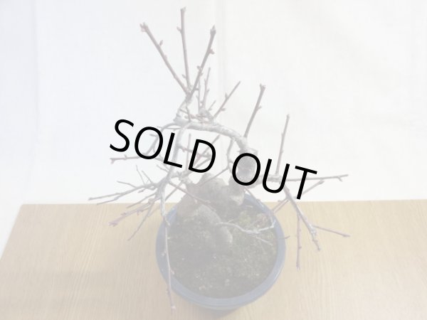 画像3: 緋梅(1) (3)