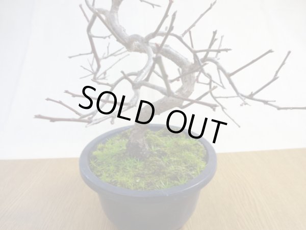 画像4: 緋梅(5) (4)