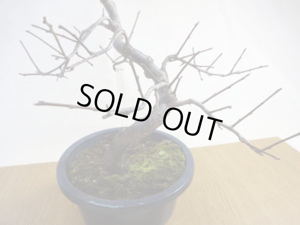 画像4: 緋梅(3) (4)