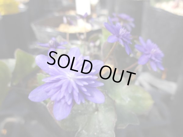 画像2: 雪割草 紫峰 (2)