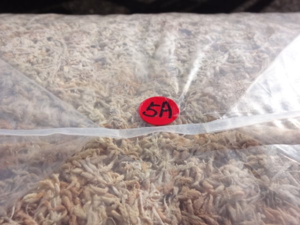 画像3: ニュージーランド産水苔5A(3kg) (3)