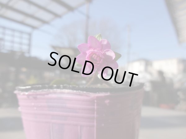 画像2: 雪割草 石垣姫 (2)