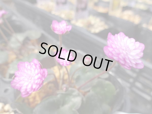 画像2: 雪割草 安寿 (2)