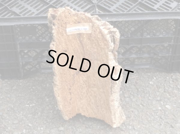 画像2: コルク半丸(29) (2)