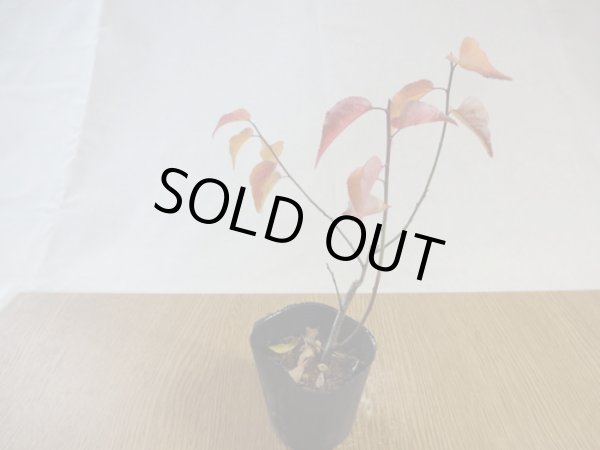 画像4: 甲州野梅 桃花 (4)