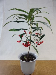 山野草一覧 - 株式会社 原田園芸