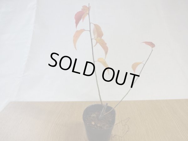 画像5: 甲州野梅 桃花 (5)