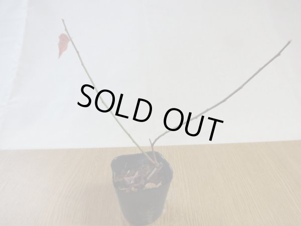 画像2: 甲州野梅 桃花 (2)