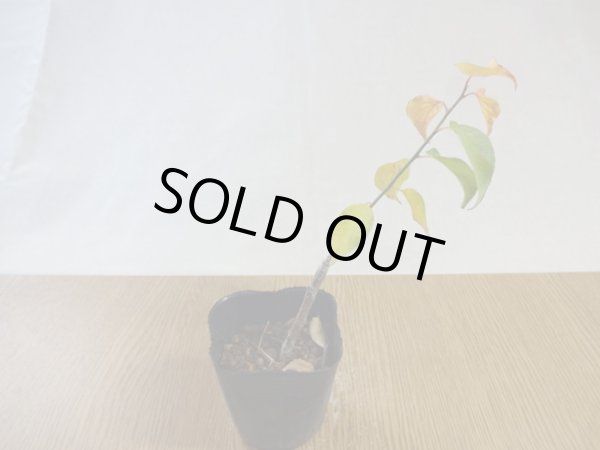 画像3: 甲州野梅 桃花 (3)