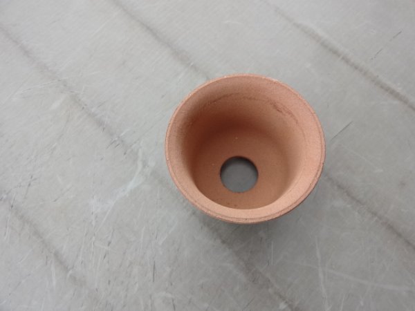 画像2: 荒泥ウチョウラン鉢 3.5号 (2)
