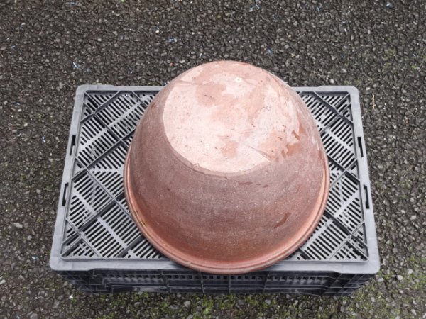 画像3: 睡蓮鉢(21) (3)