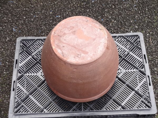 画像3: 睡蓮鉢(20) (3)