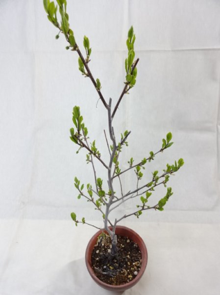 画像2: ローヤ柿 喝采(2) (2)