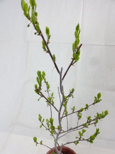 画像3: ローヤ柿 喝采(2) (3)